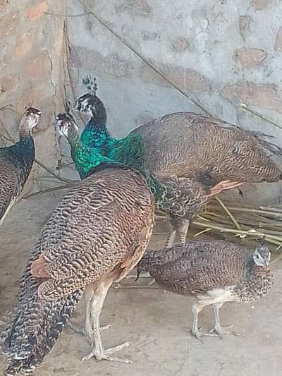 Peacock males sell at reasonable price