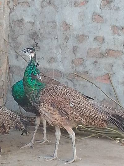 2:Peacock males sell at reasonable price