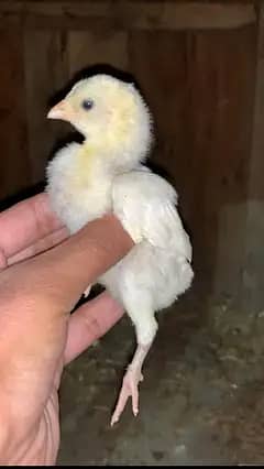 home breed paper white Heera parmooz