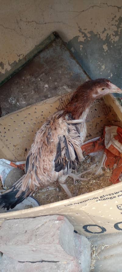 Aseel Hen / Aseel Murghi