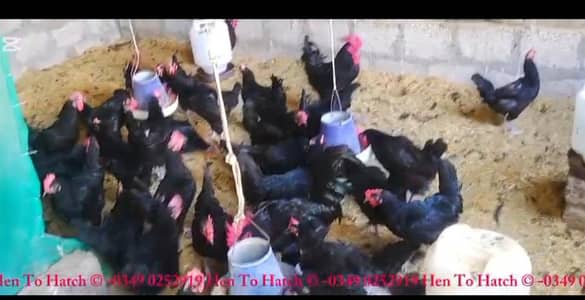 Australorp Breeders n Chicks