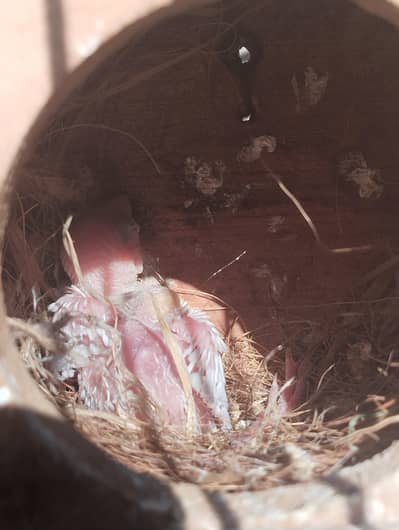 White java breeder pair and 2 chicks