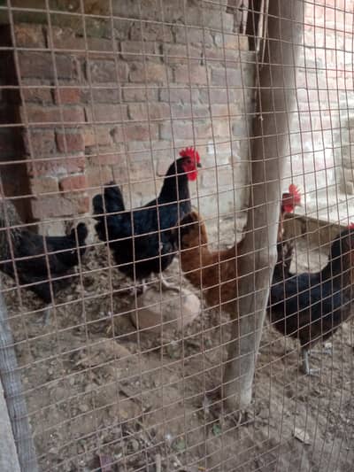 egg laying desi hen's