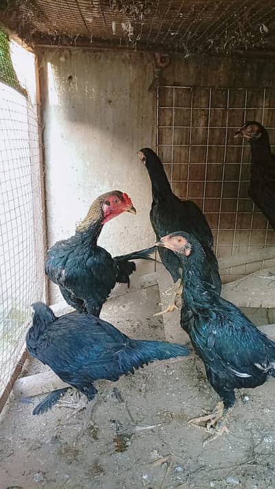 o3o9456o932 1 Male 4 female Thai cross