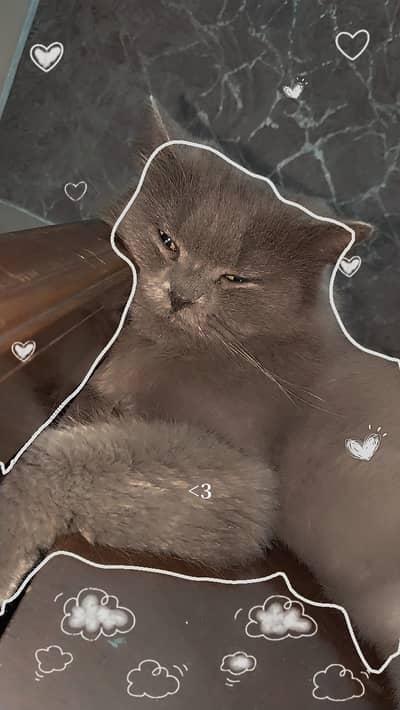 “2 Year Old Grey Persian Cat (Triple Coated) for Adoption”