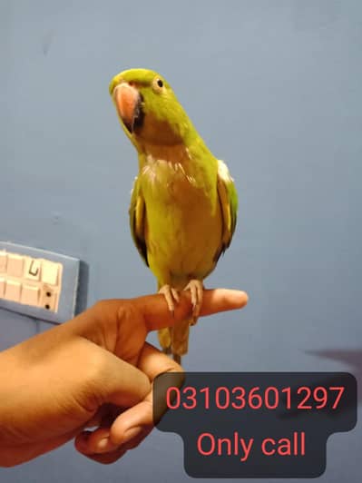 ring neck malai Team femele on mund talking