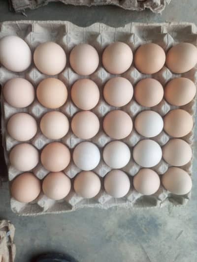 Fresh Desi eggs