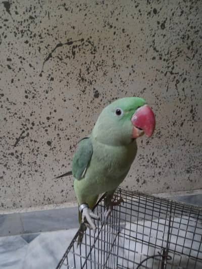 Raw parrot full jumbo size for sale, Age 10 months in learning Stage