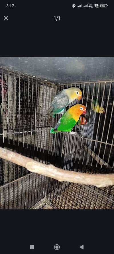 Hand-Raised Lovebirds – Healthy, and Beautiful