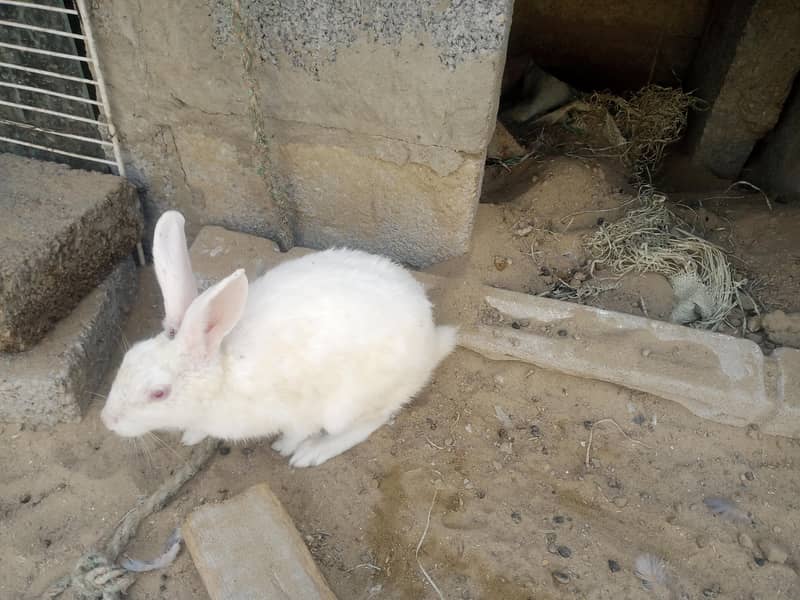 Rabbit 4 5