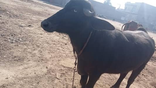 Mashallah Neeli CHOTI 03150739125