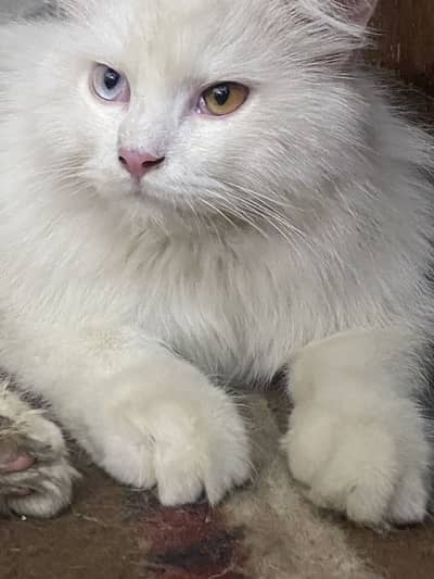 #persian male # Persian white cat # Persian cat baby