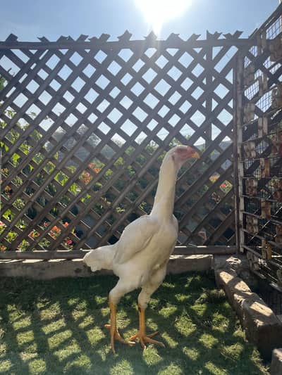 Pure White O Shamo Female Egg Laying