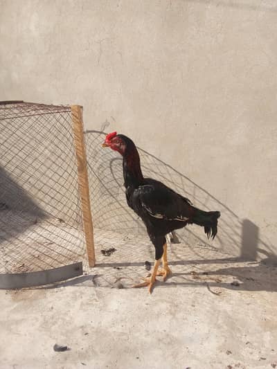 mushka Pattha for sale