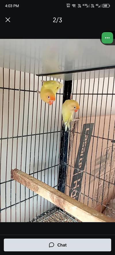 0327-0277654/love bird/cage/parrot/cocktail/Australian/bajri/java/finc