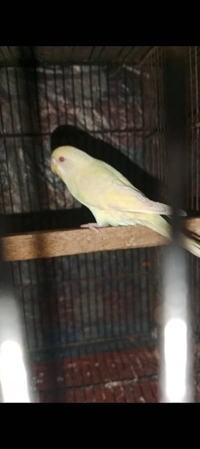 red eyes breeder pair