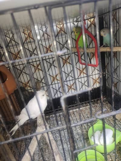 budgies for sale