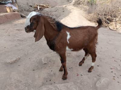 beetal bakra