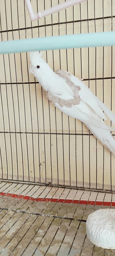 v pide male  Eno female