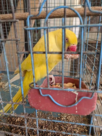 Yellow ringneck parrot | Talking Parrot | Bird | Ringneck For sale