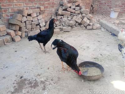 Black beauty, jis Bhai ko chez ki samj hai Wohi rabta krea