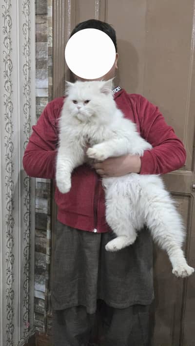 Punch Face White Triple Coat Male Cat for Sale