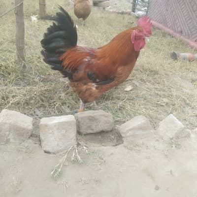 Desi Golden Murgha/ male