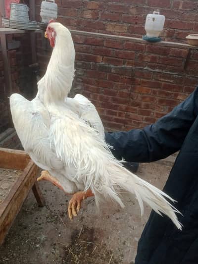 white o shamo breeder pair for sale