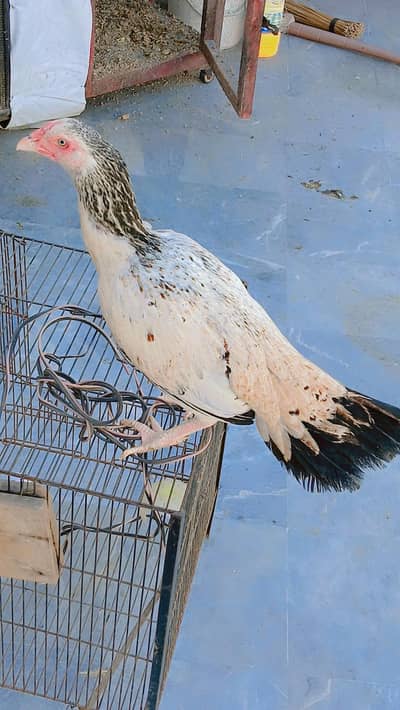 Aseel Jawa | Jawa Female | Mianwali Jawa | Hen | Murgi