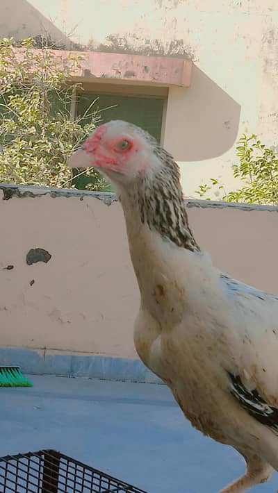 Aseel Jawa | Jawa Female | Mianwali Jawa | Hen | Murgi