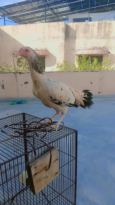 Mianwali jawa for sale