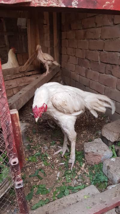 aseel paper white egg for sale