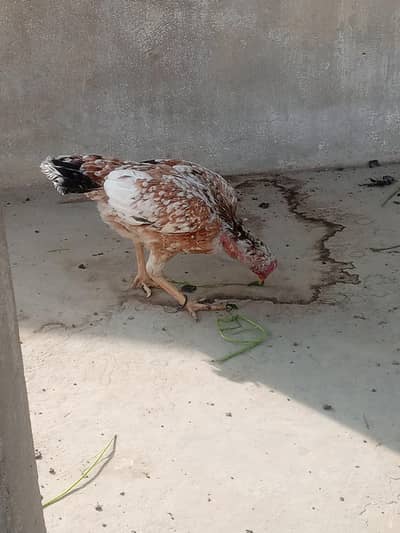 aseel phulia . . . . desi hen