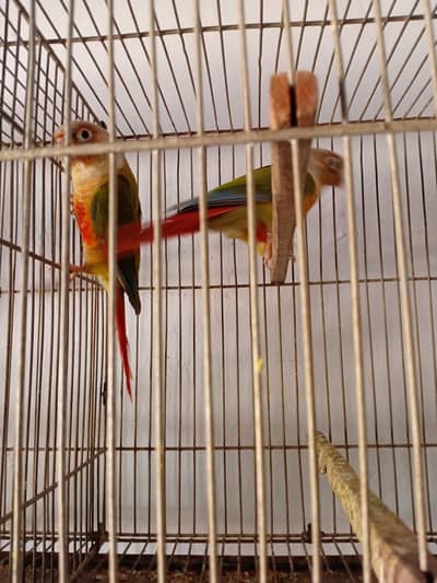 pineapple and green chick breeder Pair Available