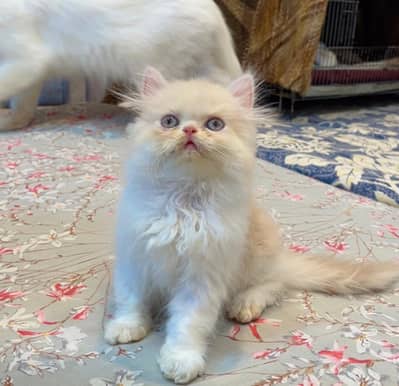 pike face punch face kittens / Persian kittens/ Triple coated