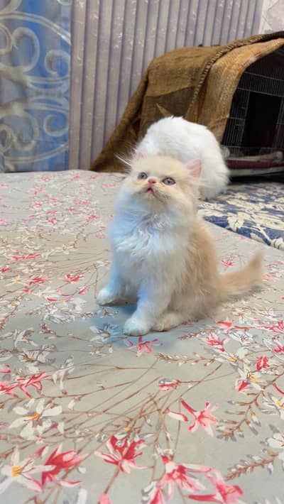 pike face punch face kittens / Persian kittens/ Triple coated
