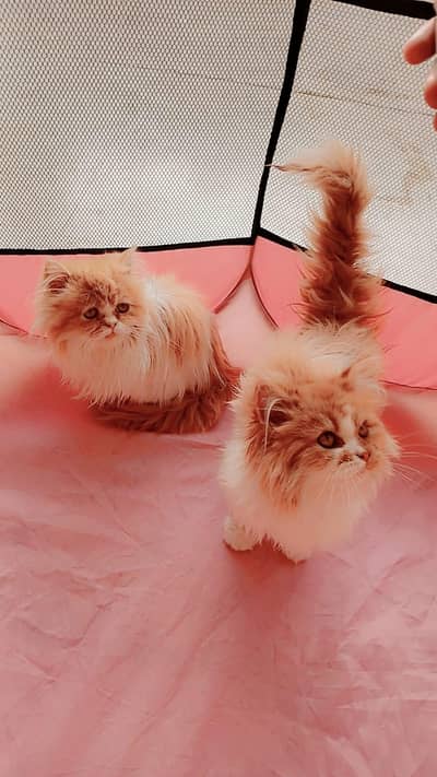 Persian kittens