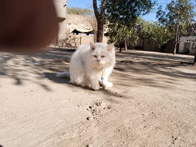 Triple coated white male cat for sale. Fully trained pet.