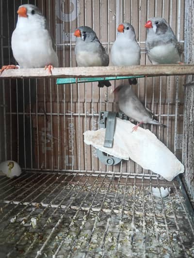 all finch available 033 five 28 55 080