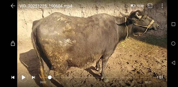 Pregnant Buffalo with Kati  For Sale