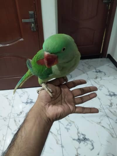 Hand tame Pahari / Raw / Alexander