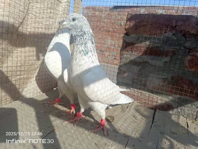 Sialkoti pair or Indian lakha male