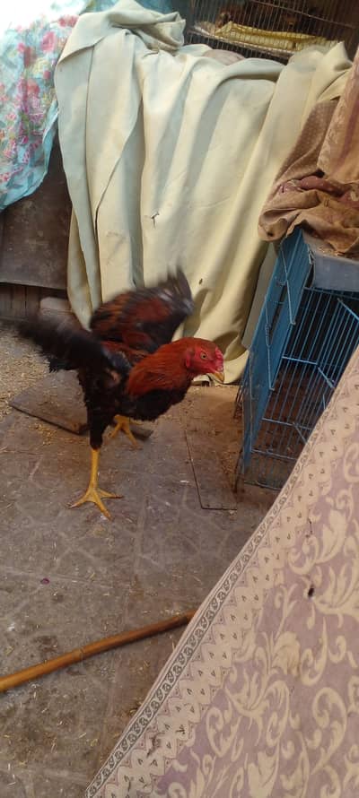 Mianwali Aseel Murgha