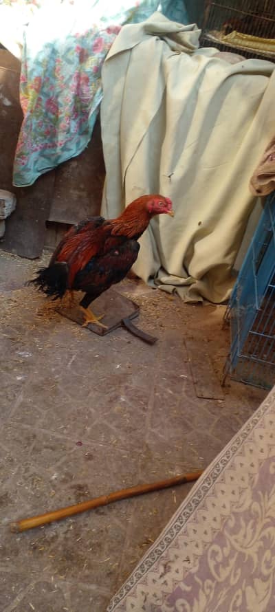 Mianwali Aseel Murgha