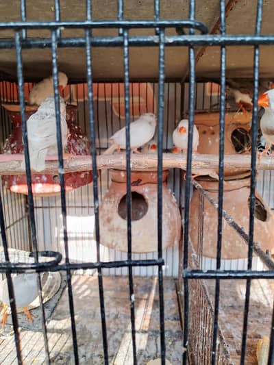 Breading finch setup for sale. . .