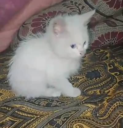 Beautiful White Kitten