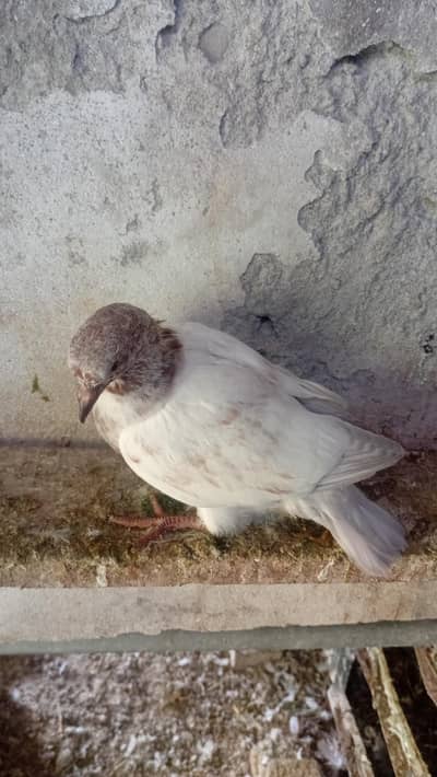 Pigeon  chick