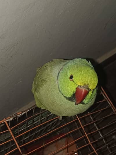 Raw Green Talking Parrot