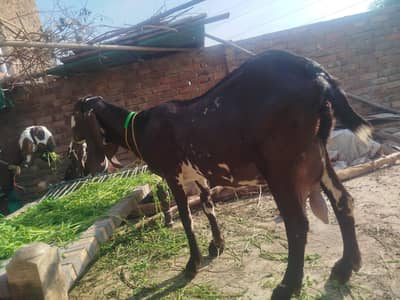 beetal bakri tayaare