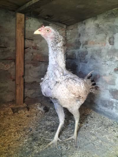 aseel murgi and 3 chiicks 15 days ja han